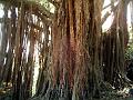 21a - Jardin Tropical 025